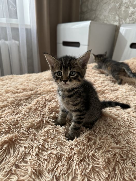 Отдам котят в добрые руки