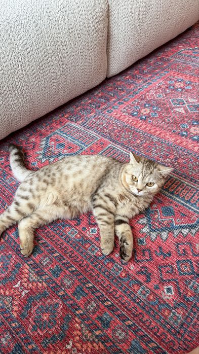 Шотландский кот
