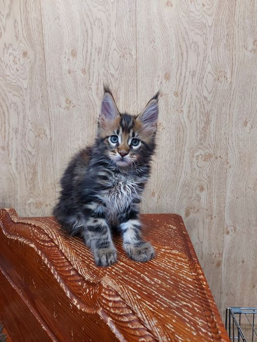 Продам котят мейн-куна