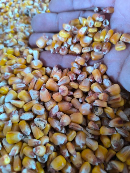 Vând porumb boabe
