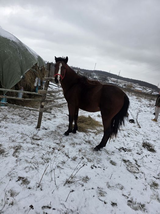 Iapa de 4 ani  gestanta , si mânz de 2 ani de  vanazare