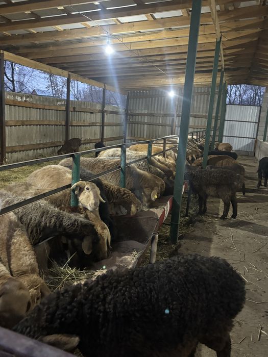 Кой саулык тусак козлы кой