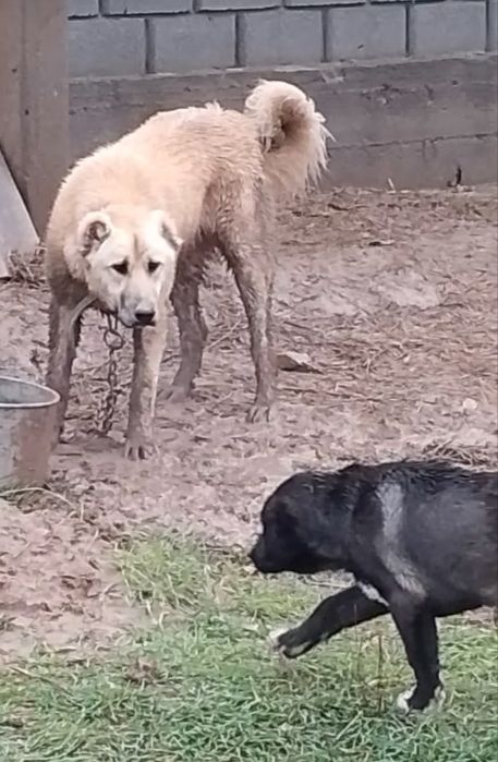 Кушык еркек 9айлык.