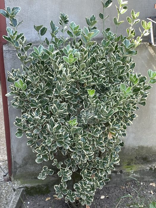 Gard viu ‘ienupăr chinezesc , Euonymus japonicus
