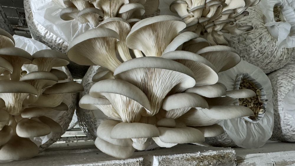 Продам Грибной бизнес