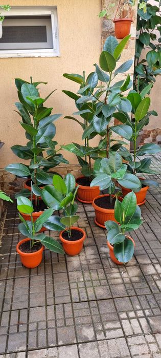 Ficus Elastica Robusta (frunza verde) Rubber Plant 'Robusta