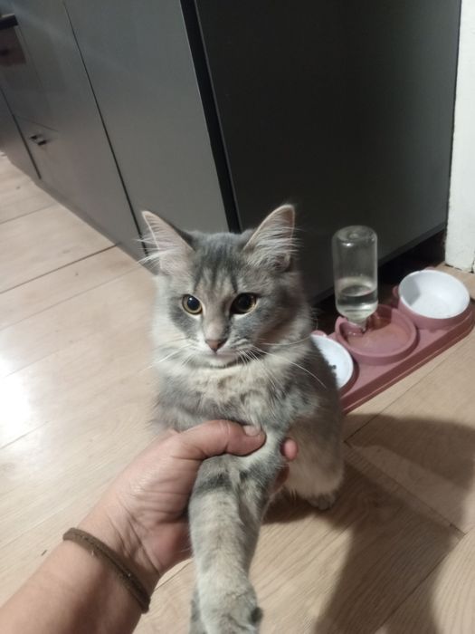 Продам кошку по имени Кыся