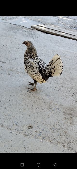 Assalomu alaykum paranda ishqivozlari