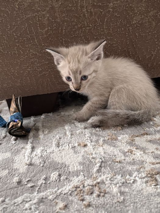 Ищем хозяина для котят