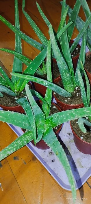 Домашние цветы оптом