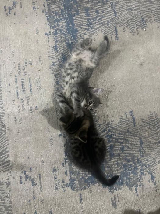 Котята британские смесь