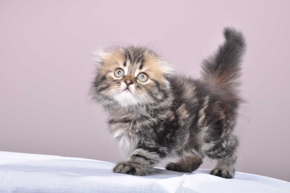 Продам Шотландских котят хайленд