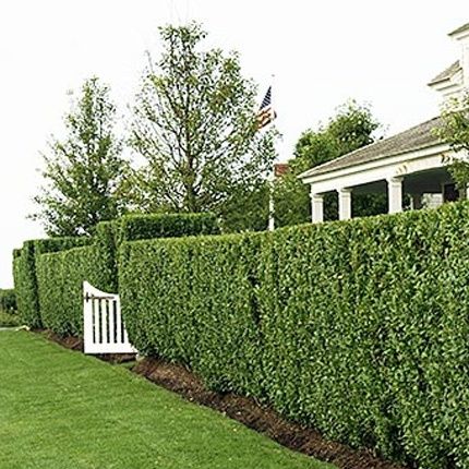 Живой заборларни изгрит кустарникларни обрезка хизмати