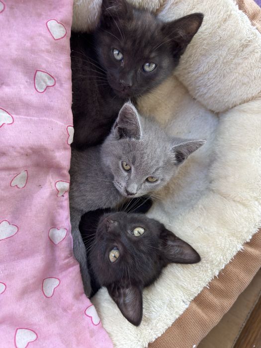 Котята отдам в любящие семьи