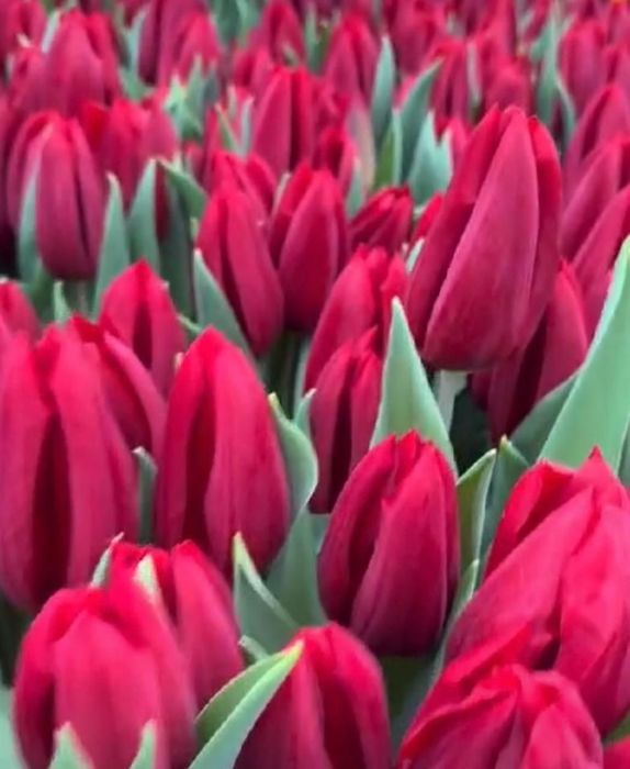 Тюльпаны голландские оптом на 8 марта