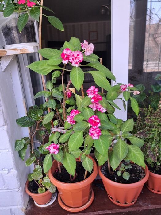 Продам цветы в Коктале