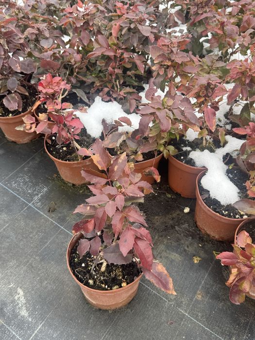 Вечнозелена махония