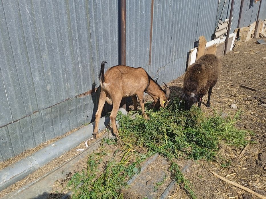 Сутти ешкилер сатам