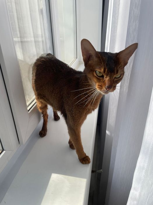 Продам Абессинскую кошку