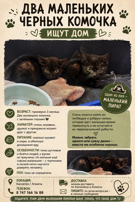 Котята Пираты в добрые руки!
