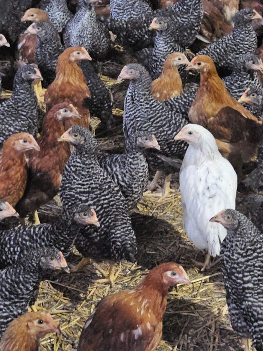 Pui albi și rasa mixta