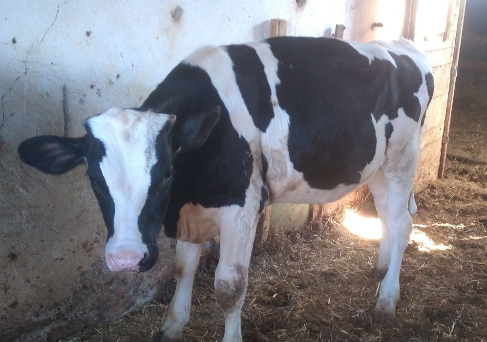 De vânzare un TĂURAȘ  de 6 luni