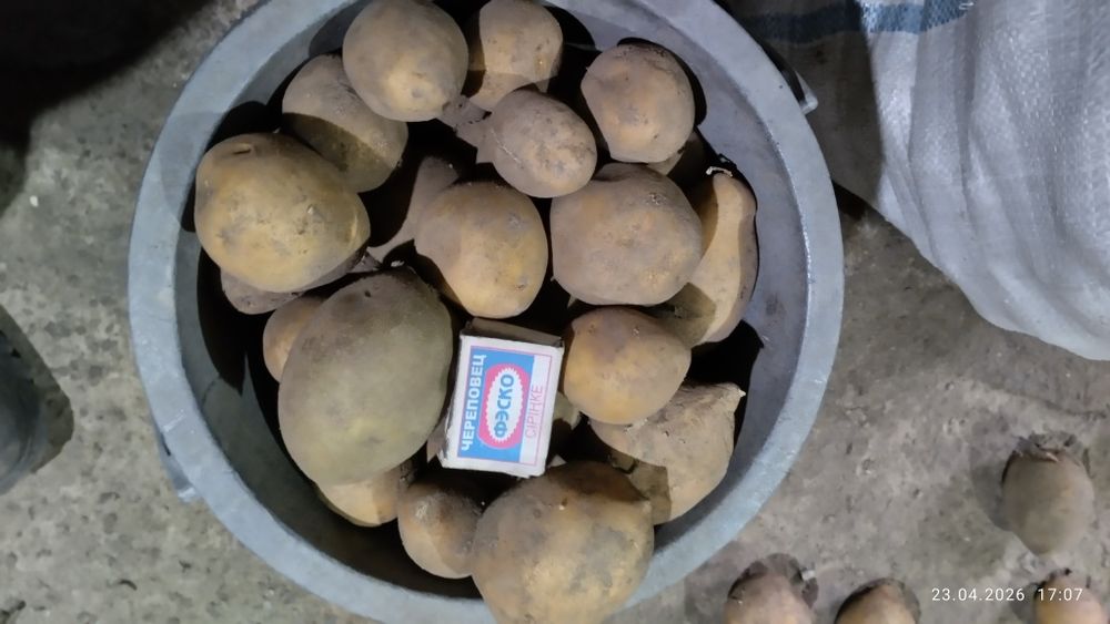 Картофель семенной сорт гала,