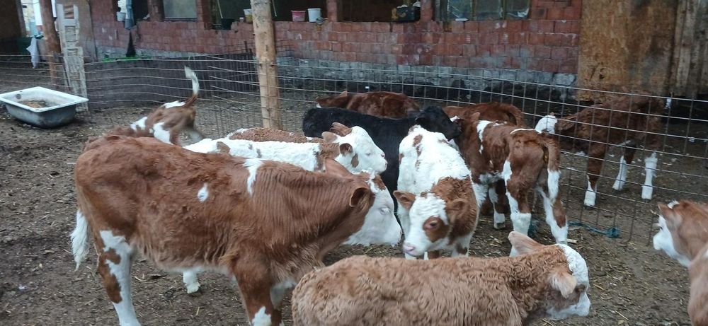 Vând vitei limousin,belgian etc