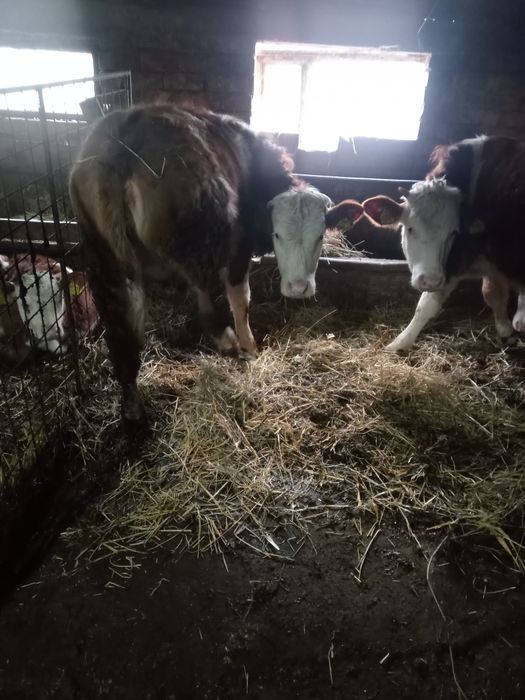 Vînd 3 vițele de un an