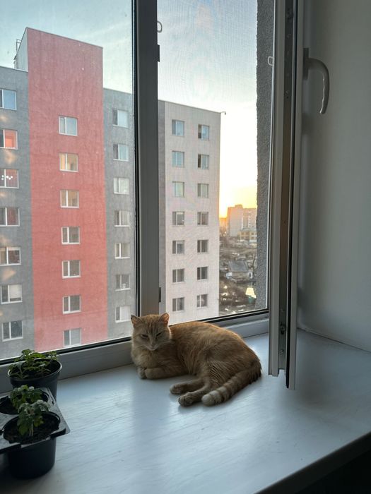 Отдам рыжую кошечку