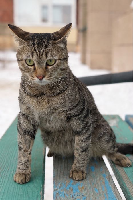 Кот в поисках дома