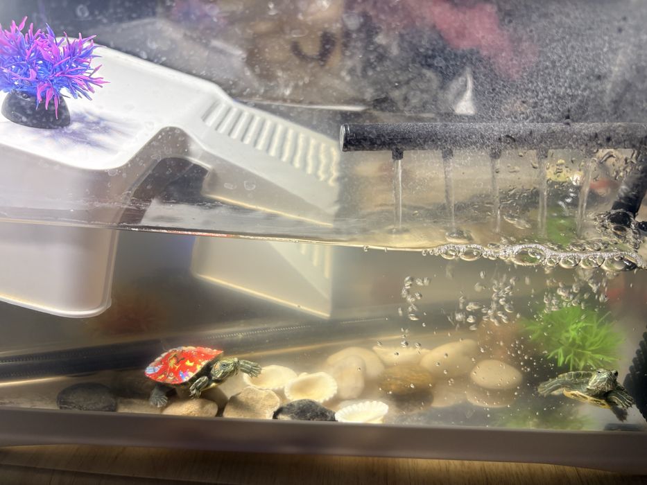 Красноухая черепаха