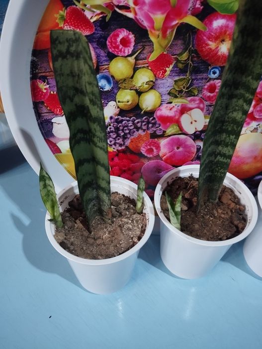 Комнатное растение- Сансивиерия