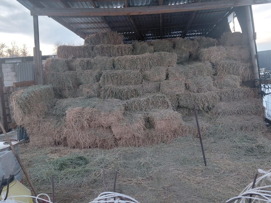 Жоңышқа шоп сатылады