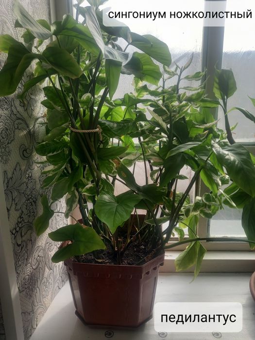 Комнатные цветочки