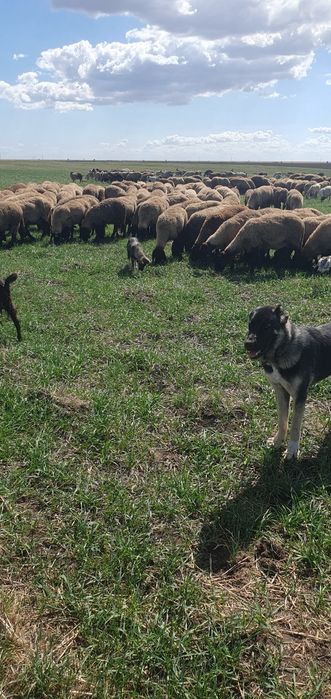 Oi Mame Carabas Cap-Negru Teleorman