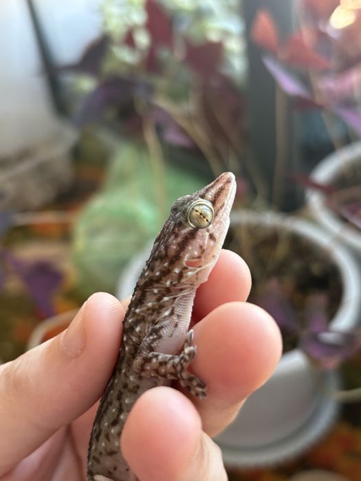 Толстопалый геккон Биброна