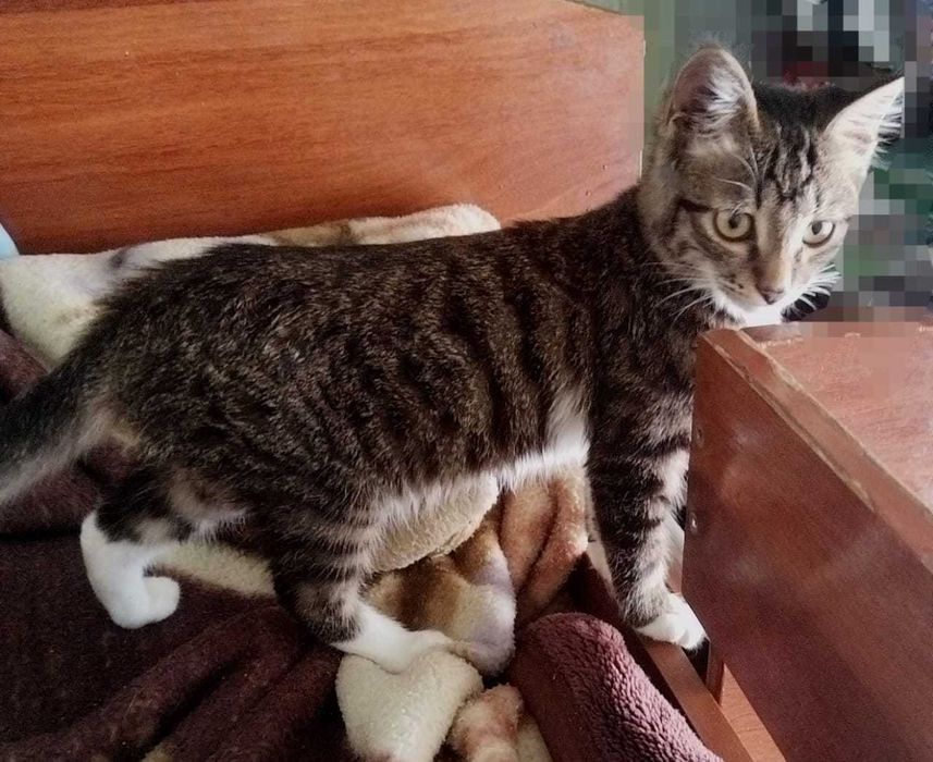 Отдам котёнка бесплатно