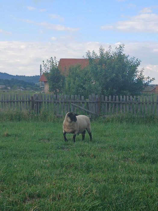 Vând berbec Suffolk rasa pura