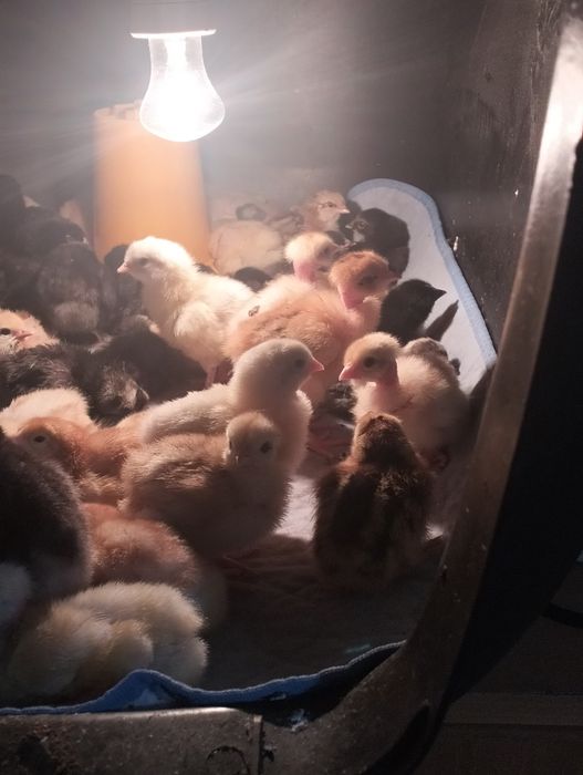 Продаются цыплята