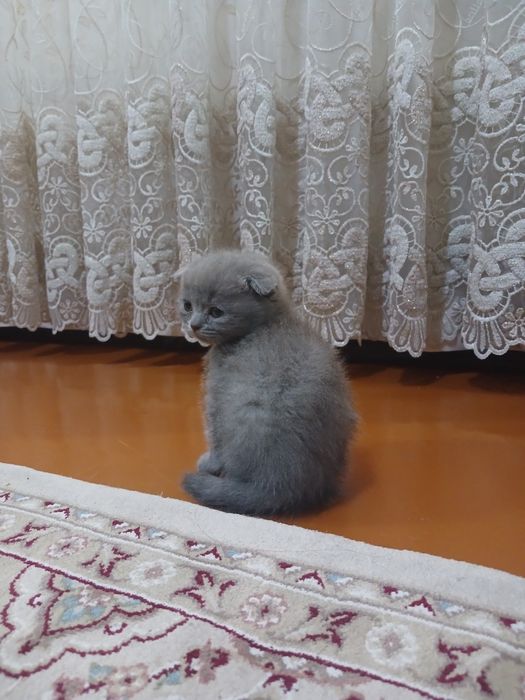 Scottish fold zotli mushuk