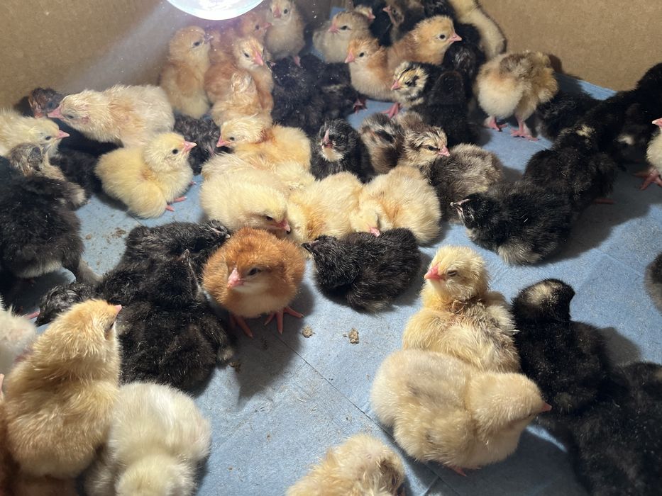 Цыплята домашние