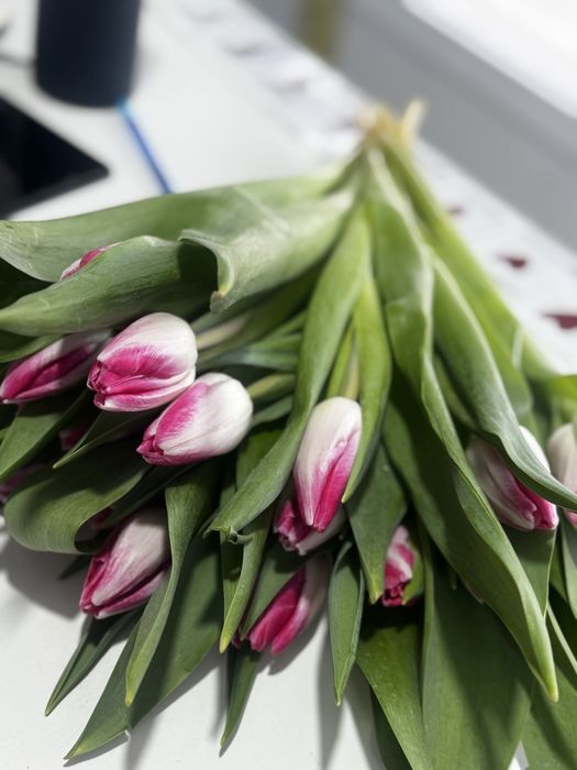 Крупные Тюльпаны