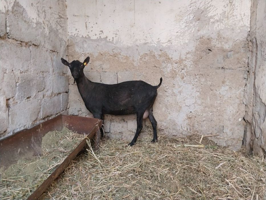 Зотли ечкилар Мурсиана-Гранадина