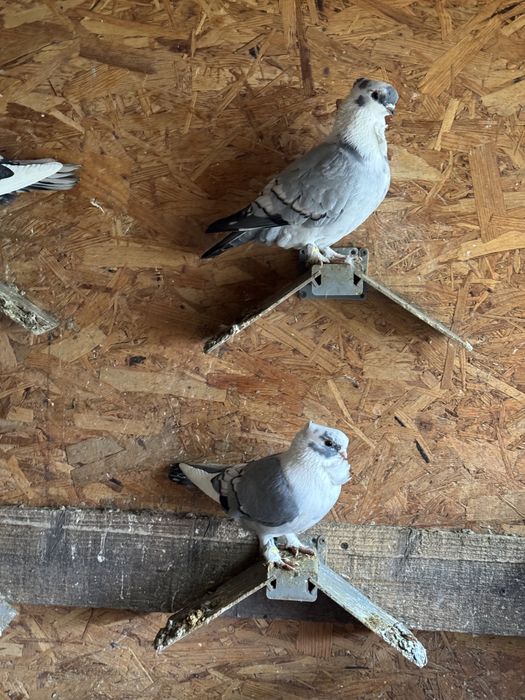 Vand porumbei misirli