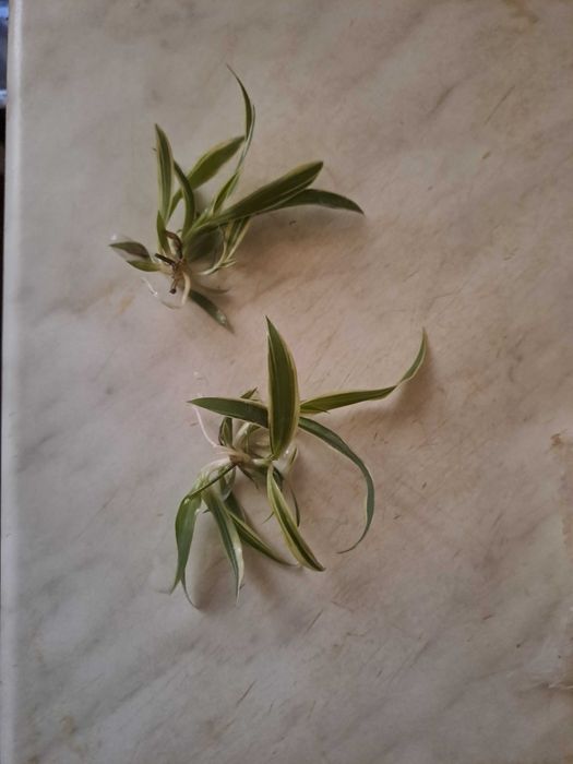 Детки хлорофитума