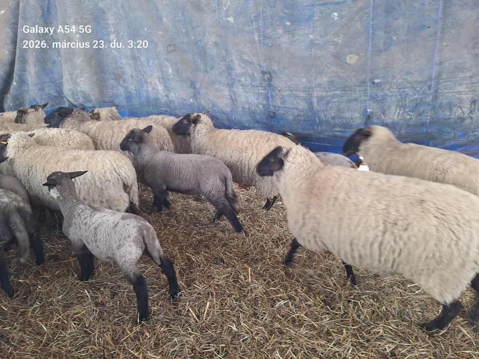 Miei suffolk  de pasti