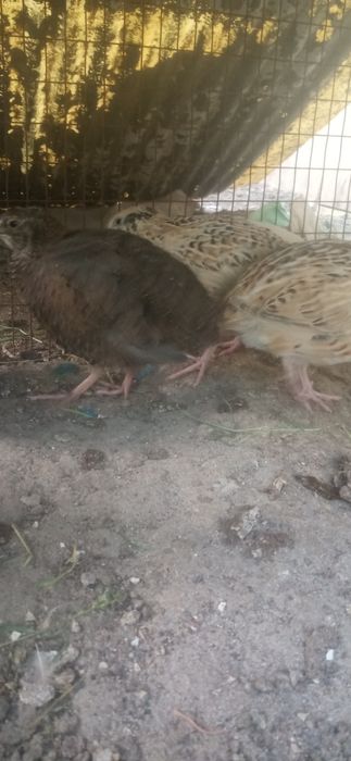 Инкубационные яйца перепёлок (бедана)