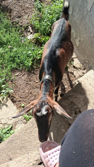 Doua capre  și un tap  tinere