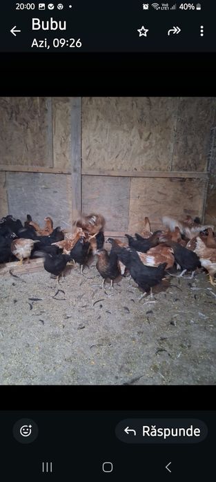 Puicuțe ouătoare  de vânzare